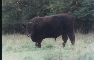 Galloway Bull